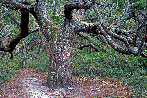 image shows a large oak tree at teach's hole
