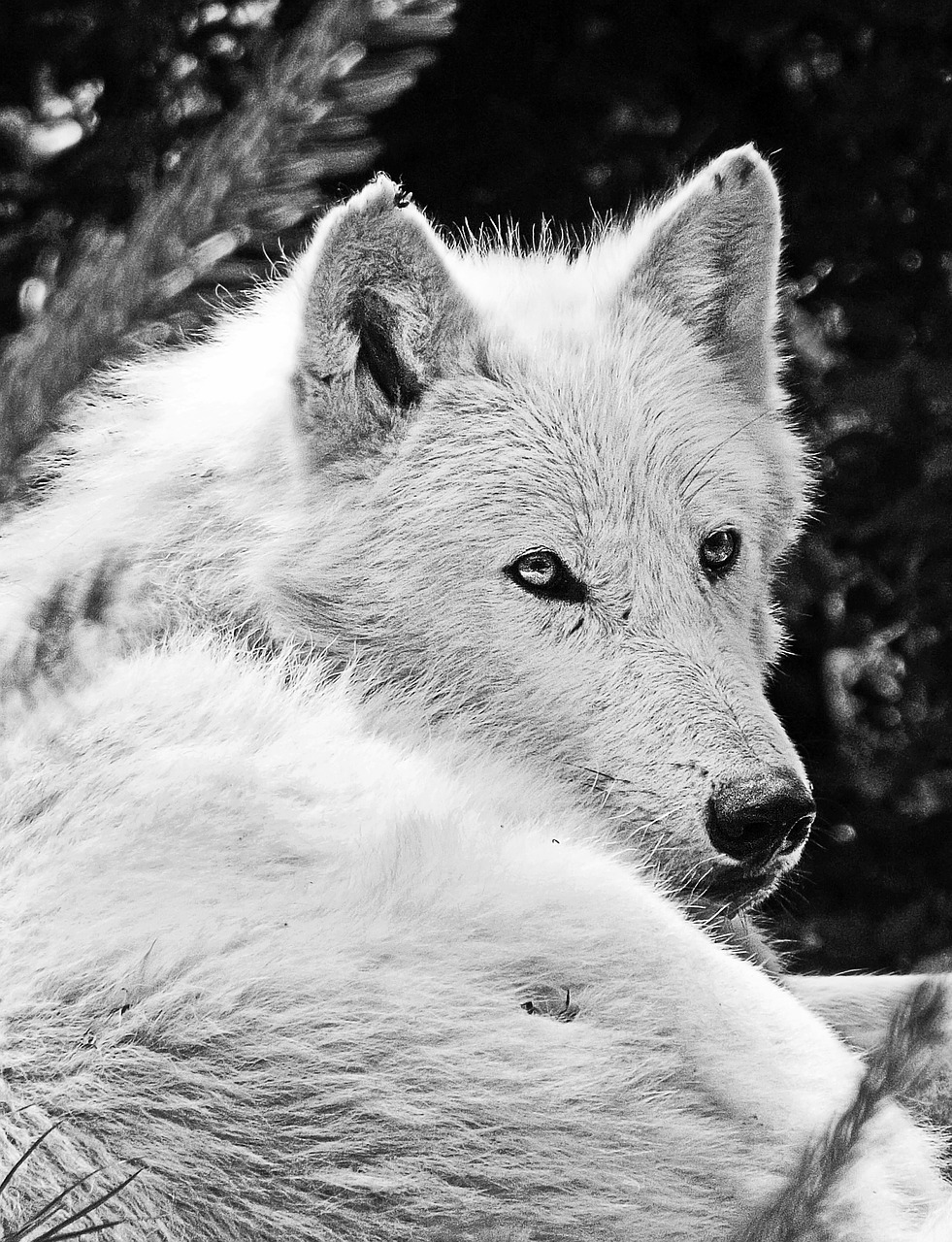 Black and White photo of a white wolf